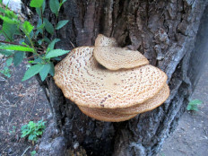 Трутовик чешуйчатый