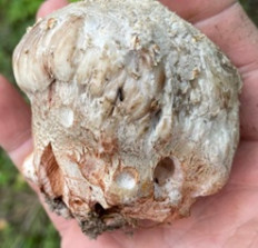 Гриб из руза