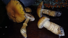 Гриб из С. Красная Поляна