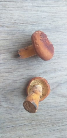 Гриб из Брест