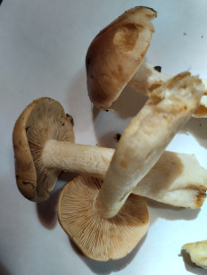 Гриб из Екатеринбург