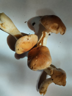 Гриб из Екатеринбург