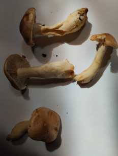 Гриб из Екатеринбург