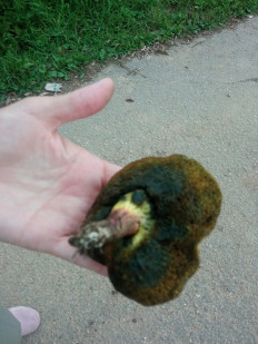 Гриб из Москва