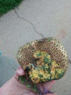 Гриб из Москва