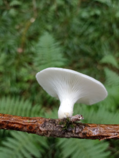 Гриб из Москва