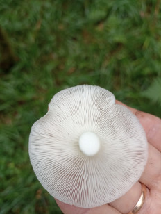 Гриб из Москва