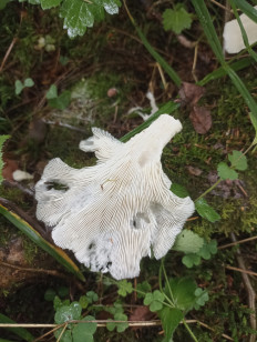 Гриб из Москва