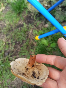 Гриб из Челябинск