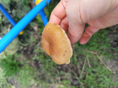 Гриб из Челябинск