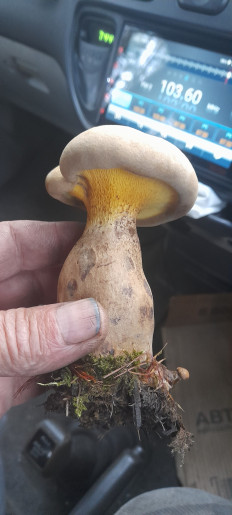 Гриб из Г Тында