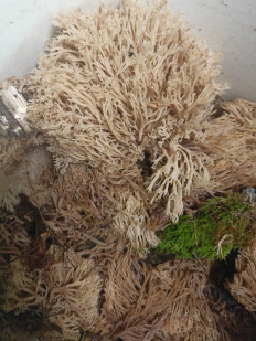 Гриб из Бобруйск