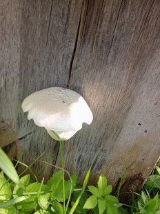 Гриб из Санкт-Петербург, пос. Лахта