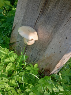Гриб из Санкт-Петербург, пос. Лахта