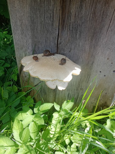 Гриб из Санкт-Петербург, пос. Лахта