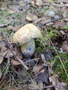 Гиропорус синеющий