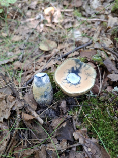 Гиропорус синеющий