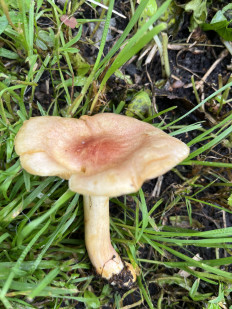 Гриб из Таллин