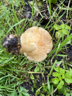 Гриб из Таллин