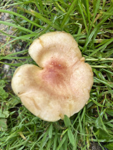 Гриб из Таллин