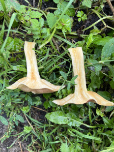 Гриб из Таллин