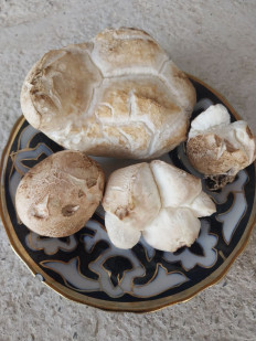 Гриб из Екатеринбург