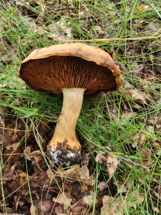 Гриб из Тамбов