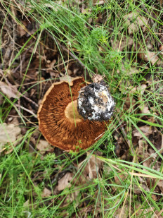 Гриб из Тамбов