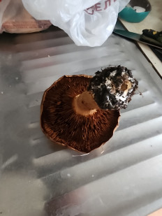 Гриб из Тамбов