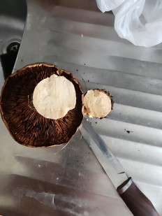 Гриб из Тамбов