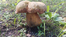 Гриб из Москва