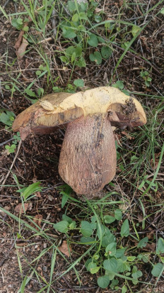 Гриб из Москва