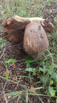 Гриб из Москва