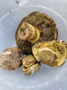 Гриб из Лондон