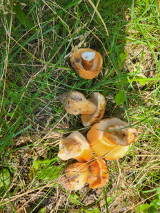 Гриб из Москва