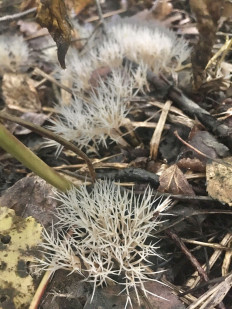 Pterula multifida - Птерула разветвлённая