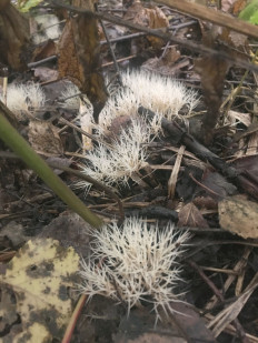 Pterula multifida - Птерула разветвлённая