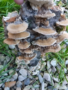 Гриб из Городской округ Наро-Фоминский