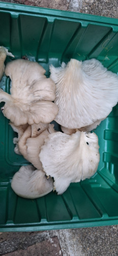 Гриб из Ла Плата