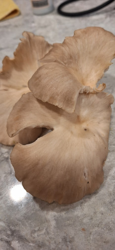 Гриб из Ла Плата