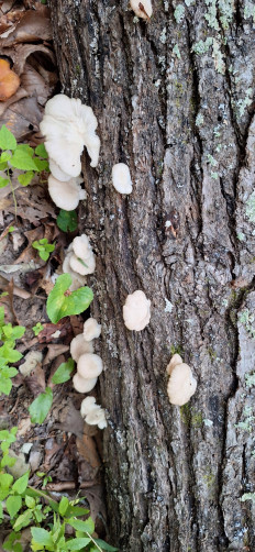 Гриб из Ла Плата