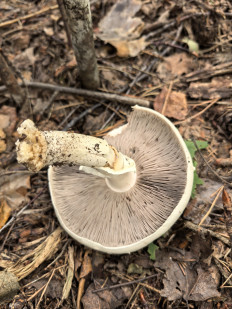 Гриб из Минская область