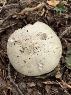 Гриб из Минская область