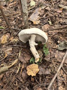 Гриб из Минская область