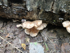 Гриб из Массив Новинка