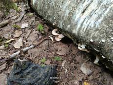 Гриб из Массив Новинка