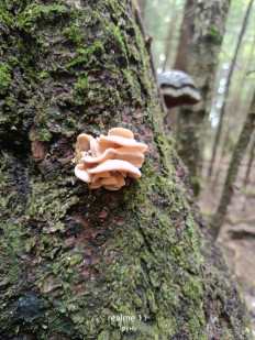 Гриб из Массив Новинка