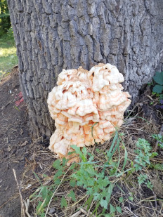 Трутовик серно-жёлтый