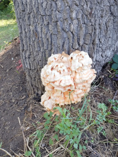 Трутовик серно-жёлтый