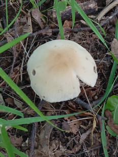 Псатирелла Кандолля